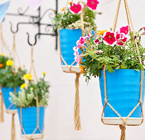 ブーゲンビリア